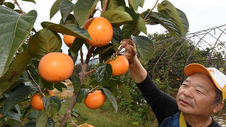 柿の新品種「麗玉」強い甘みとサクサク食感、本格出荷 岐阜・大野町 