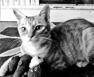 命の架け橋 県動物愛護センター ラム 猫 １歳 雌 岐阜新聞web