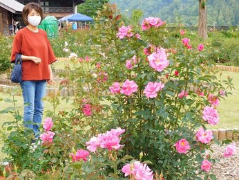 数量は多い  バラ4200株、甘い香り、香愛ローズガーデン開園 食用品種と バッグ