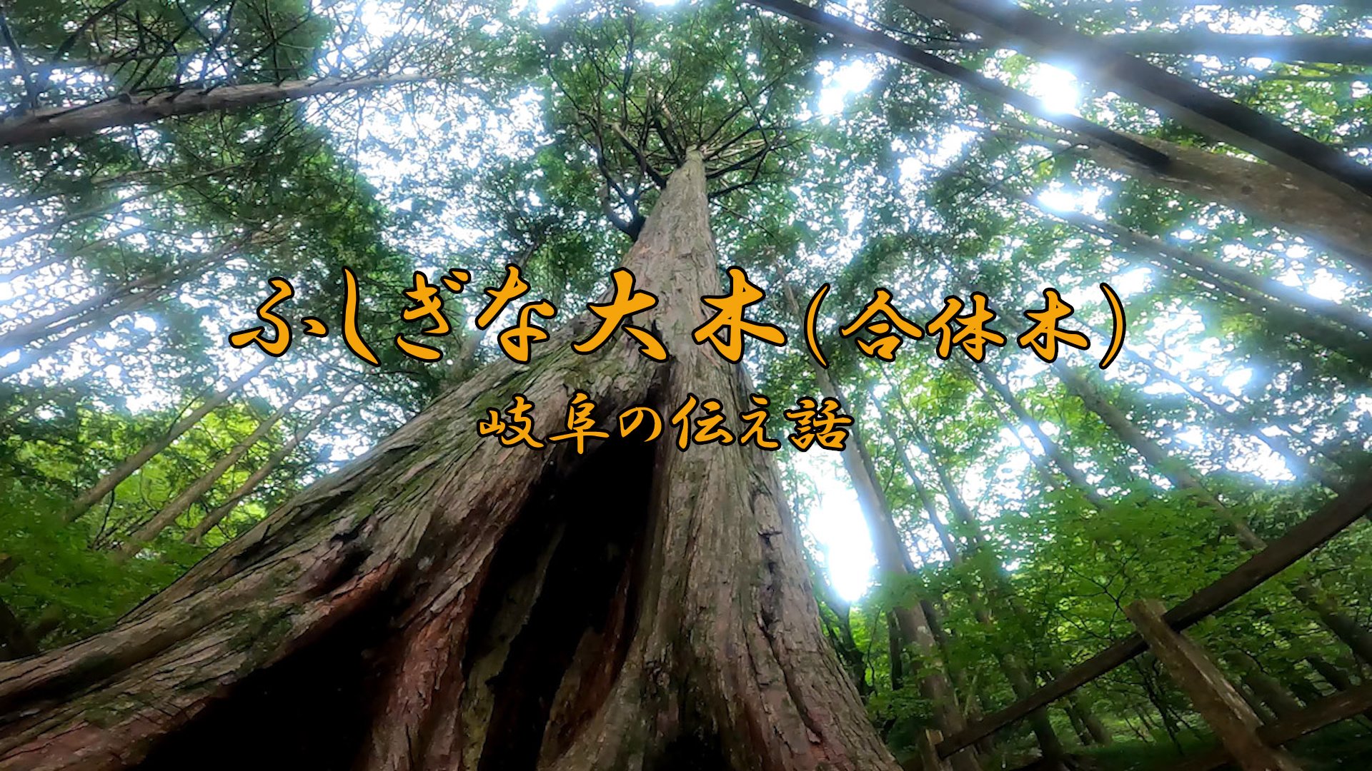 岐阜の伝え話⑦「ふしぎな大木（合体木）」（中津川市付知町） | 岐阜
