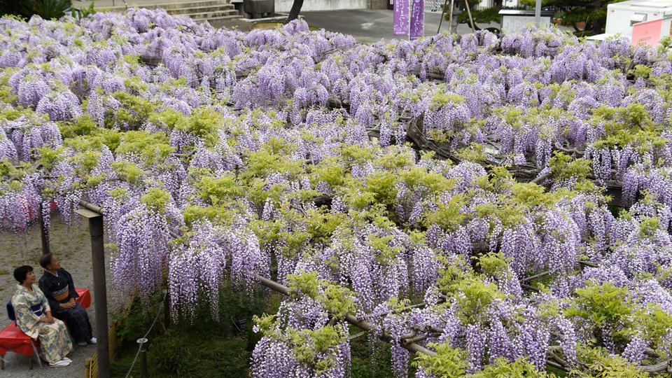 樹齢300年超のフジの花、漂う甘い香り 岐阜・羽島の竹鼻別院で見頃 | 岐阜新聞デジタル