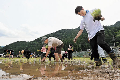コシヒカリの苗、一つ一つ 郡上市和良で田植え体験 | 岐阜新聞デジタル