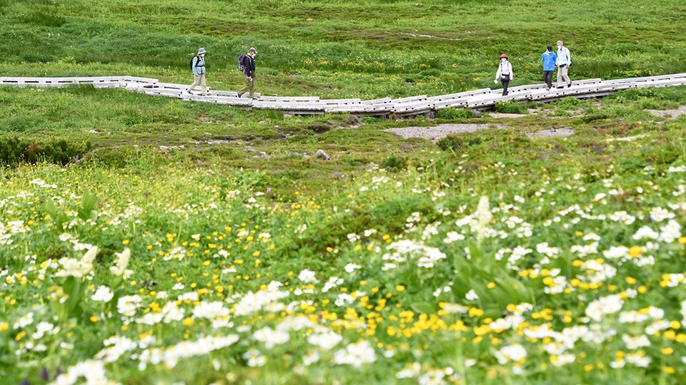 天上の花畑 色とりどりの高山植物一面に 乗鞍岳 畳平 岐阜新聞web