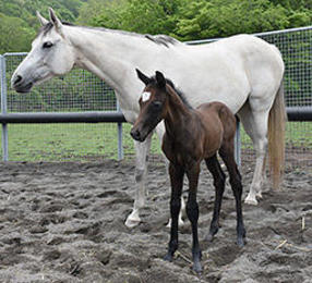 ミンナノアイドル出産 ダービーへの夢 岐阜新聞web