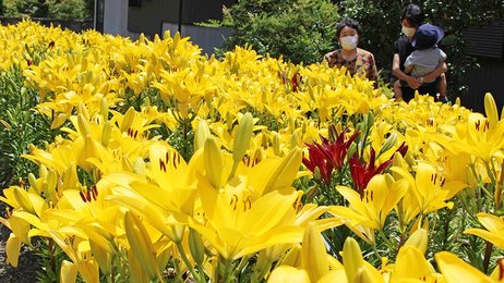 ユリの花 愛情注いだ美しさ 岐阜市の畑で見頃 土づくり大切 岐阜新聞web