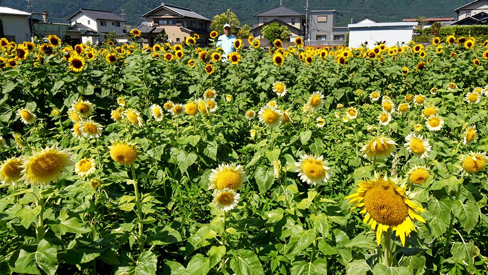 夏の思い出、ヒマワリ4300株見頃 岐阜・池田町、ライトアップや高台鑑賞台設置 | 岐阜新聞デジタル
