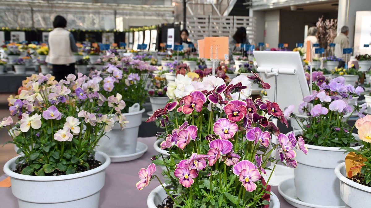 ぎふワールド・ローズガーデン、パンジーやビオラ咲き誇る | 岐阜新聞