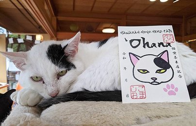 推し猫のためなら何枚も 御猫印 人気 愛らしいイラスト 保護活動の助けに 岐阜新聞web