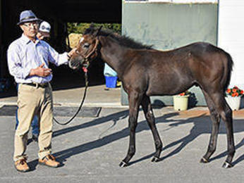 ミンナノアイドル次男 スターホースへ 岐阜新聞web ミンナノアイドル次男 スターホースへ 岐阜新聞web