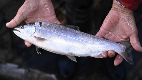 ぎふ魚食の風景】すば網漁 サツキマス、通り道狙う | 岐阜新聞