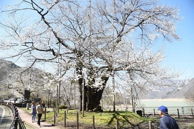 荘川桜、早くも満開に 高山市の御母衣湖沿い、観光客和ます | 岐阜新聞