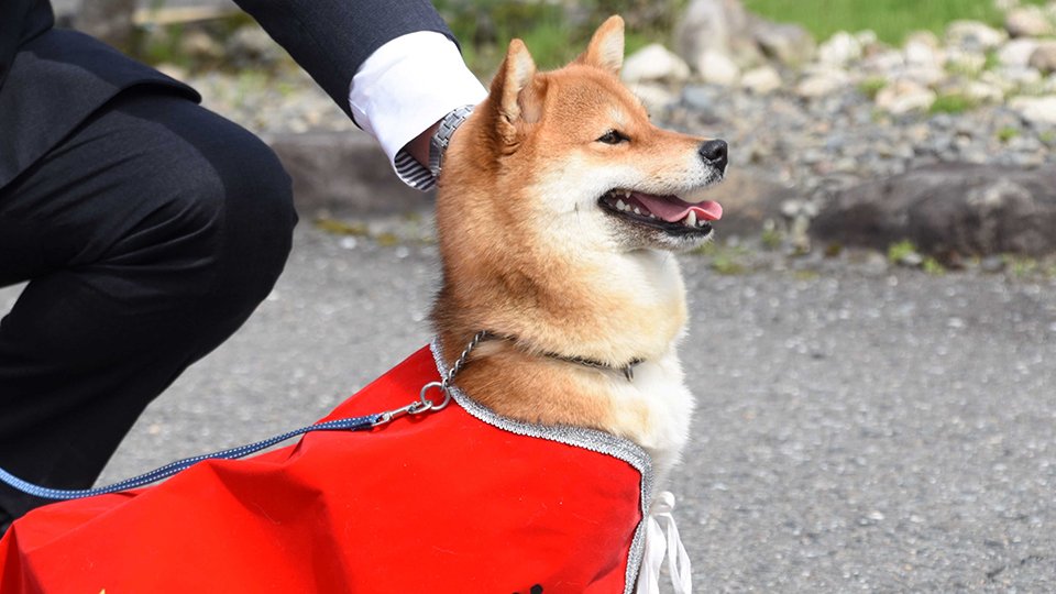 柴犬が初の警察犬に！新たな可能性を拓く