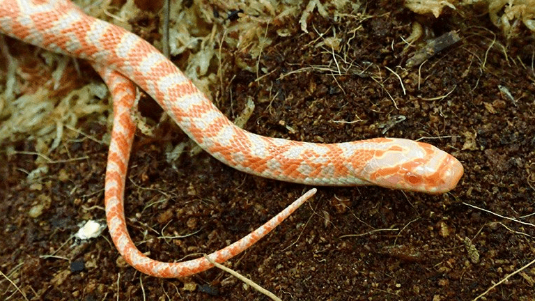 外来種のヘビ...実は希少な在来アルビノか | 岐阜新聞Web