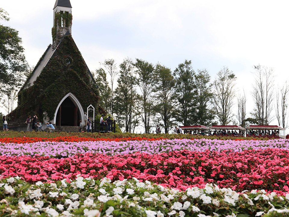 サンパチェンス マリーゴールド 高原の秋 色とりどり 岐阜 郡上市 牧歌の里 岐阜新聞web