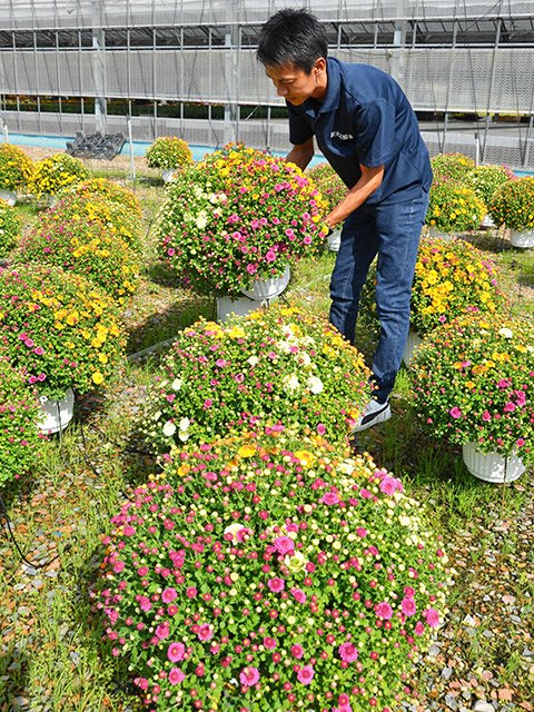 三色こんもり「ガーデンマム」最盛期 秋のガーデニング定番 | 岐阜新聞