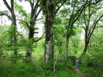 深山幽谷 心安らぐ雄大な自然 天生県立自然公園 岐阜県飛騨市 白川村 岐阜新聞web
