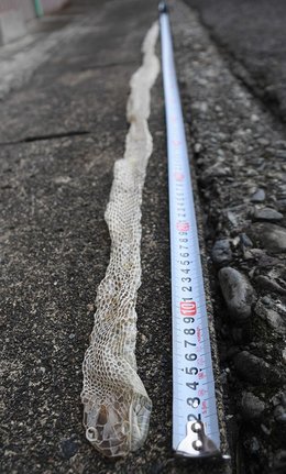 ヘビの巨大抜け殻発見「額縁に入れる」きれいな状態で2メートル 岐阜