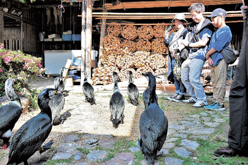 鵜匠の暮らしに触れる 長良川鵜飼バックヤードツアー 餌やりや松割木の
