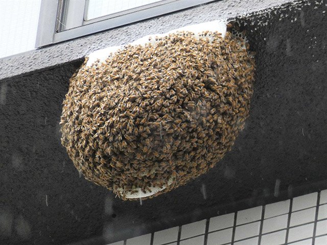 珍景!? マンション高層階にミツバチの巣 | 岐阜新聞Web