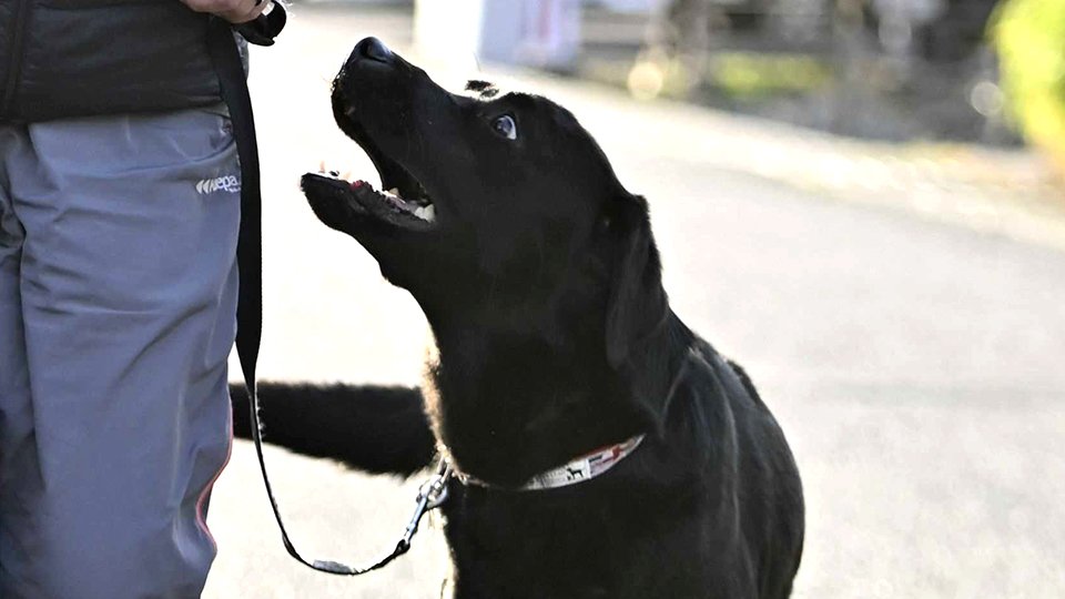 「被災ペット」世に問いかけた災害救助犬じゃがいも　岐阜市のＮＰＯ「横顔そっくり」新たな相棒も | 岐阜新聞デジタル