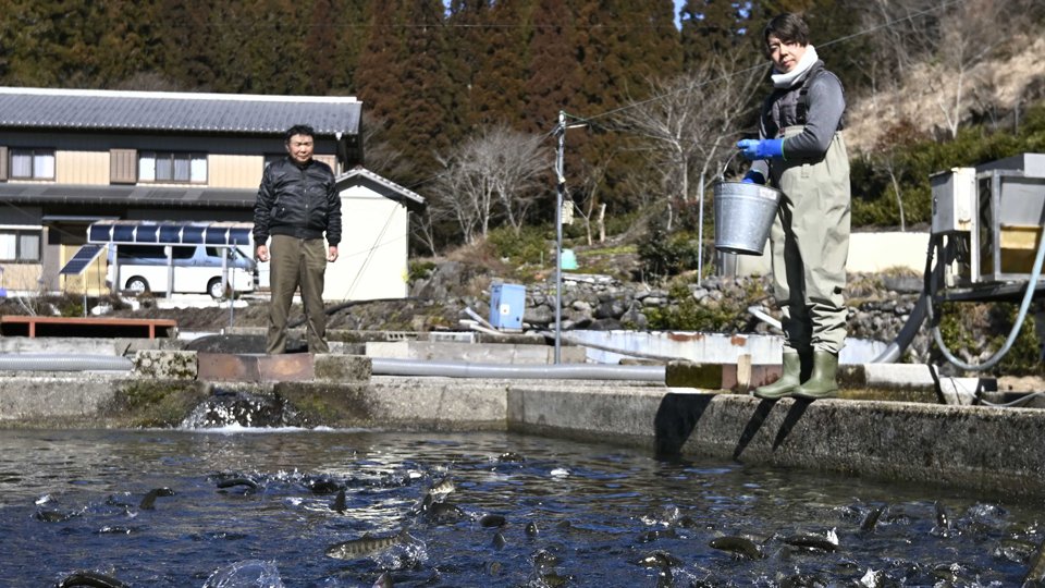 ぎふ魚食の風景】アマゴ養殖、後継ぎと迎える春 岐阜県郡上市 | 岐阜