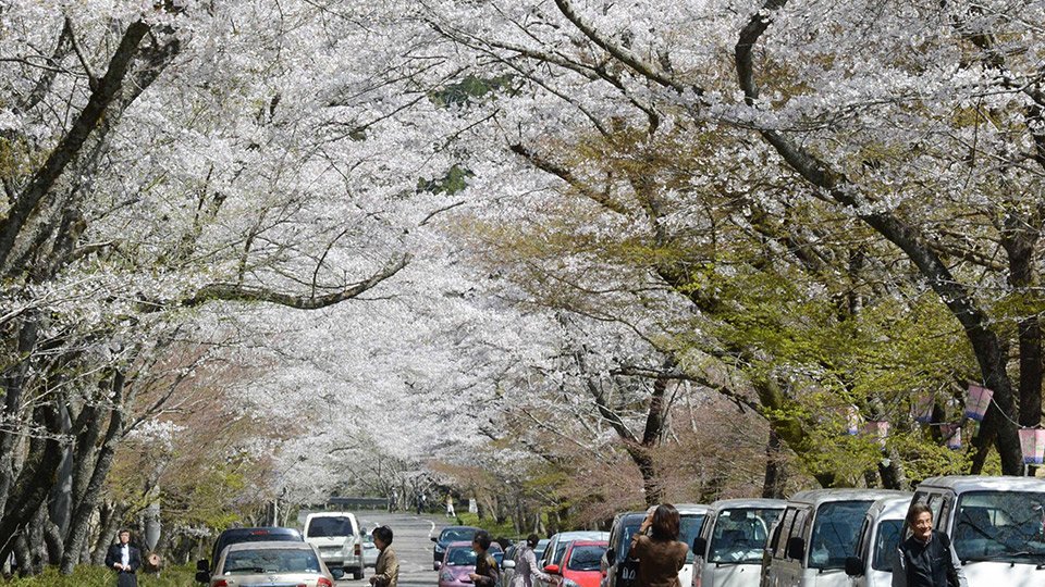 千本桜ができたワケ 雪対策 住民深刻 通説はバス路線開通 岐阜新聞web