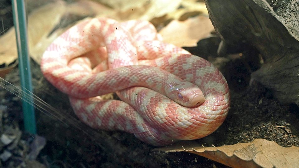 レアな珍色ヘビ」限定公開 岐阜で発見された「ジムグリ」アルビノ個体