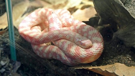 レアな珍色ヘビ 限定公開 岐阜で発見された ジムグリ アルビノ個体 アクア トト 岐阜新聞web