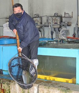 コロナ苦境打破へ水産卸業者が鮮魚朝市 月１回、スーパーよりお値打ち