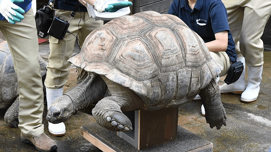 ゾウガメさん何キロ？世界最大級リクガメ公開測定 岐阜・各務原市