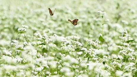 ソバの花見頃 涼風に揺れる 収穫後は道の駅レストランで提供 岐阜 中津川市 岐阜新聞web