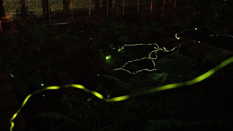 幻想的なホタルの光跡 ３年ぶり観賞会 岐阜 各務原市 岐阜新聞web