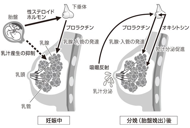 母乳の分泌 岐阜新聞web