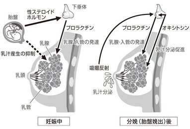 母乳の分泌 | 岐阜新聞デジタル