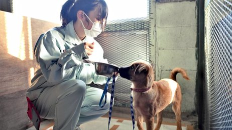 高校の部活動「犬クラブ」保護犬譲渡へ飼育奮闘 「命救いたい」ケージや消耗品募る、岐阜・大垣養老高 | 岐阜新聞デジタル