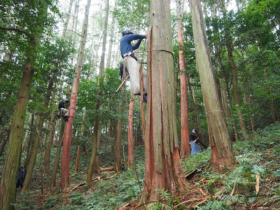ヒノキ樹上、檜皮を採取 社寺の屋根材、全国各地に届ける | 岐阜新聞