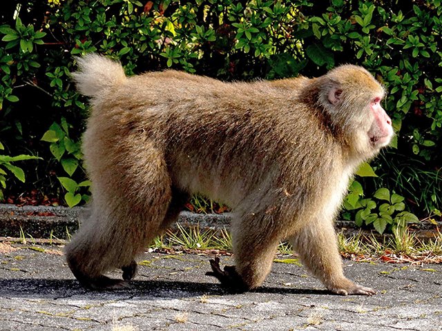 太った離れ猿「ニホンザル」出没、危害与える恐れ 岐阜市の水道山