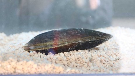 絶滅危惧種「カワシンジュガイ」確認 長良川本流の左岸側では初