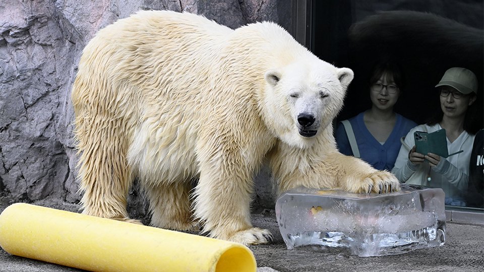 旭山動物園　50周年記念　オリジナルBOX入り　ホッキョクグマフィギュア ソフビ 旭山動物園 50周年記念 オリジナルBOX入り ホッキョクグマフィギュア