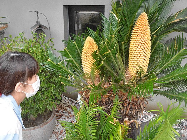 幸運もたらす ソテツ開花 １０年もの 関牛乳本社 岐阜新聞web