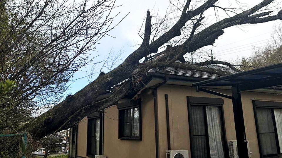 強風で国天然記念物が倒木、民家直撃 再生困難か、岐阜・中津川市