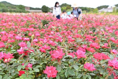 秋空の下 四季咲きのバラ見頃 皇室や英王室ゆかりの花も ぎふワールド ローズガーデン 岐阜新聞web 秋空の下 四季咲きのバラ見頃 皇室や英王室ゆかりの花も ぎふワールド ローズガーデン 岐阜新聞web