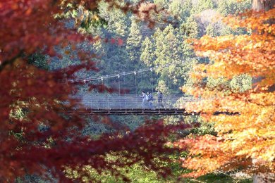 紅葉の名所、多良峡でモミジ見頃 大垣・上石津町 | 岐阜新聞デジタル