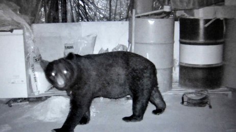 少しずつ減る米ぬか…犯人は「熊」頻繁出没、小屋侵入し冷蔵庫物色 わな