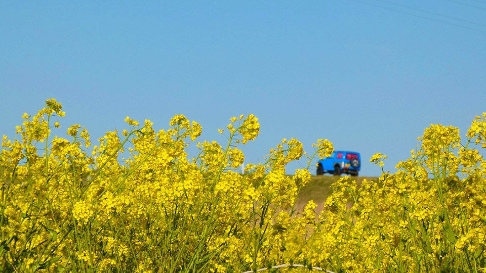 ウクライナカラー春の景色 青空 菜の花 岐阜新聞web