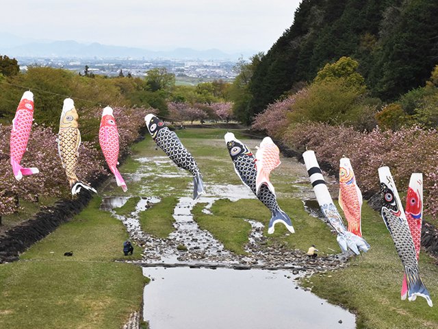 こいのぼり春風を泳ぐ 海津市・羽根谷だんだん公園 | 岐阜新聞デジタル