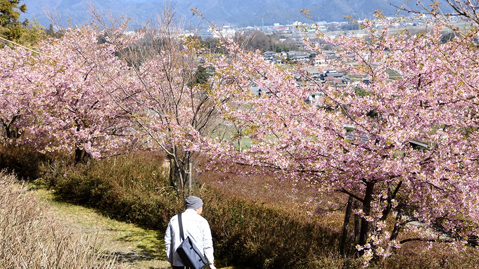 見上げれば河津桜、見下ろせば濃尾平野 池田町霞間ケ渓 | 岐阜新聞デジタル