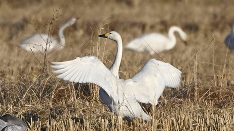 雪で餌不足？冬の使者コハクチョウ飛来 岐阜・養老町 | 岐阜新聞デジタル