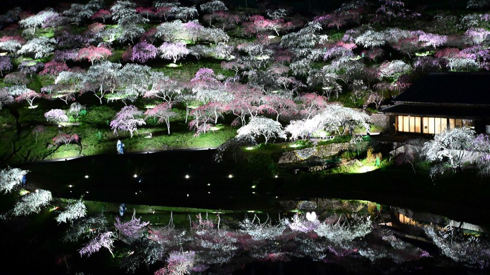 春色の桃源郷が恵那に出現 市内各地で開花ピーク | 岐阜新聞デジタル