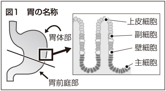 胃の細胞